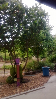 BAN ขอนอกเรื่องสักวัน ขายบ้านพร้อมที่ดินครับ ฉโนด 1ไร่ 1งาน 9ตารางวา บ้านพร้อมอยู่ครับ BAN ขอนอกเรื่องสักวัน ขายบ้านพร้อมที่ดินครับ ฉโนด 1ไร่ 1งาน 9ตารางวา บ้านพร้อมอยู่ครับ