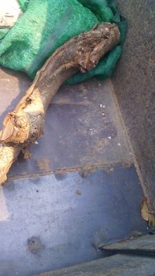 รถหกล้อดั้ม ISUZU NKR รถปี 33 ลดราคาพิเศษเหลือเพียง 265,000 บาท. คุณลูกค้า จาก เชียงใหม่มัดจำแล้ว.