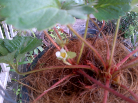 ขาย BIG M ปี96 ขาย BIG M ปี96