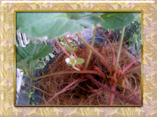 ขาย BIG M ปี96