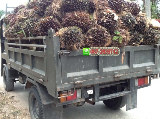 ขาย 4 ล้อ ดั้มพ์ขับเคลื่อนสี่ล้อ ไม่มีเอกสาร