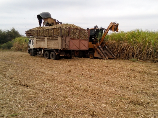 ขายรถตัดอ้อย CAMECO ปี97&amp;98 คันล่ะ 4,000,000 บาท