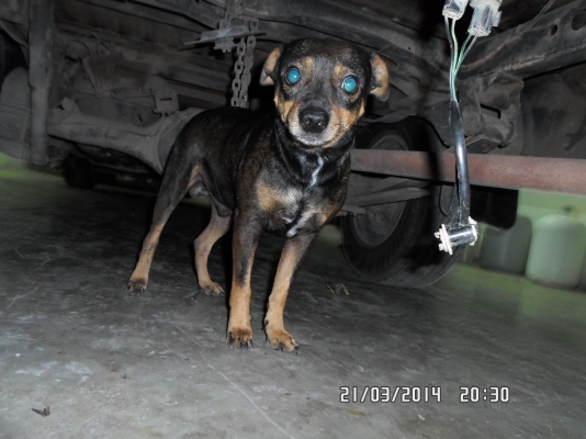 ฝากขายลูกสุนัข พันธุ์ กระเป๋า กลางๆ หน่อยครับ เหลือ1คู่ครับเอาไป700ครับ ฝากขายลูกสุนัข พันธุ์ กระเป๋า กลางๆ หน่อยครับ เหลือ1คู่ครับเอาไป700ครับ