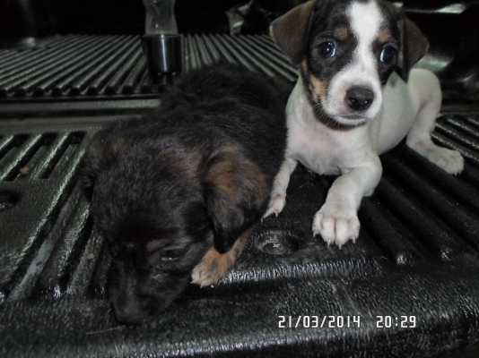 ฝากขายลูกสุนัข พันธุ์ กระเป๋า กลางๆ หน่อยครับ เหลือ1คู่ครับเอาไป700ครับ