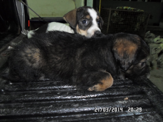 ฝากขายลูกสุนัข พันธุ์ กระเป๋า กลางๆ หน่อยครับ เหลือ1คู่ครับเอาไป700ครับ ฝากขายลูกสุนัข พันธุ์ กระเป๋า กลางๆ หน่อยครับ เหลือ1คู่ครับเอาไป700ครับ