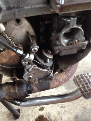 ขาย YL2 Original japan พร้อมประกวด ขาย YL2 Original japan พร้อมประกวด