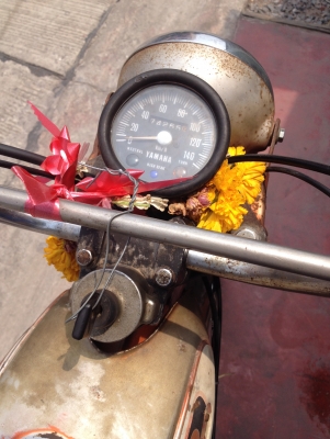 ขาย YL2 Original japan พร้อมประกวด ขาย YL2 Original japan พร้อมประกวด