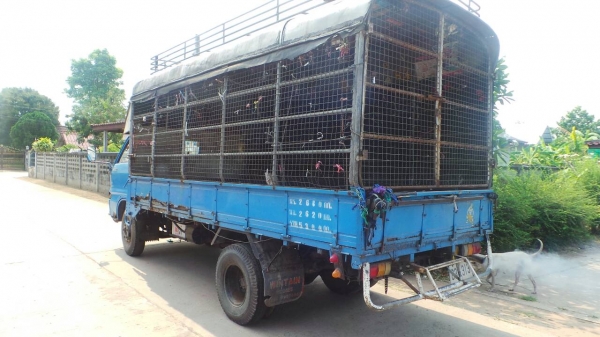 ขาย 6 ล้อ ISUZU 85 แรงม้าสภาพพร้อมใช้ เครื่องดี คัสซีสวย ยางเต็ม ทะเบียนชุดโอนครบทุกอย่างพร้อมโอน