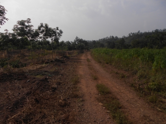 ขายที่ดิน 60 ไร่ แถมสวนยางพารา 30 ไร่ มันสำปะหลัง 15 ไร่ อยู่ในที่ดิน จ.ชัยภูมิ เจ้าของไม่มีเวลาดูแลต้องการขายถูก เอกสารถูกต้อง มาก่อนได้ก่อน