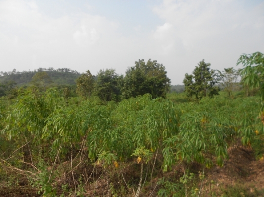 ขายที่ดิน 60 ไร่ แถมสวนยางพารา 30 ไร่ มันสำปะหลัง 15 ไร่ อยู่ในที่ดิน จ.ชัยภูมิ เจ้าของไม่มีเวลาดูแลต้องการขายถูก เอกสารถูกต้อง มาก่อนได้ก่อน