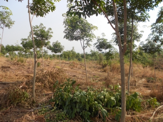 ขายที่ดิน 60 ไร่ แถมสวนยางพารา 30 ไร่ มันสำปะหลัง 15 ไร่ อยู่ในที่ดิน จ.ชัยภูมิ เจ้าของไม่มีเวลาดูแลต้องการขายถูก เอกสารถูกต้อง มาก่อนได้ก่อน