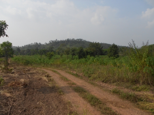 ขายที่ดิน 60 ไร่ แถมสวนยางพารา 30 ไร่ มันสำปะหลัง 15 ไร่ อยู่ในที่ดิน จ.ชัยภูมิ เจ้าของไม่มีเวลาดูแลต้องการขายถูก เอกสารถูกต้อง มาก่อนได้ก่อน