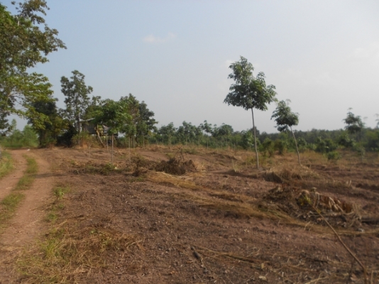 ขายที่ดิน 60 ไร่ แถมสวนยางพารา 30 ไร่ มันสำปะหลัง 15 ไร่ อยู่ในที่ดิน จ.ชัยภูมิ เจ้าของไม่มีเวลาดูแลต้องการขายถูก เอกสารถูกต้อง มาก่อนได้ก่อน