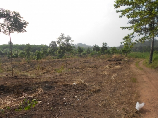 ขายที่ดิน 60 ไร่ แถมสวนยางพารา 30 ไร่ มันสำปะหลัง 15 ไร่ อยู่ในที่ดิน จ.ชัยภูมิ เจ้าของไม่มีเวลาดูแลต้องการขายถูก เอกสารถูกต้อง มาก่อนได้ก่อน