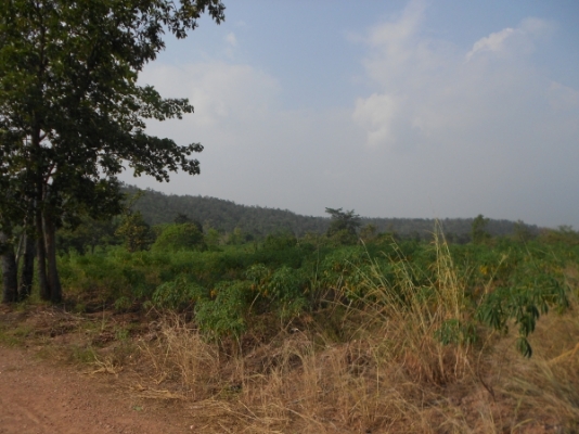 ขายที่ดิน 60 ไร่ แถมสวนยางพารา 30 ไร่ มันสำปะหลัง 15 ไร่ อยู่ในที่ดิน จ.ชัยภูมิ เจ้าของไม่มีเวลาดูแลต้องการขายถูก เอกสารถูกต้อง มาก่อนได้ก่อน