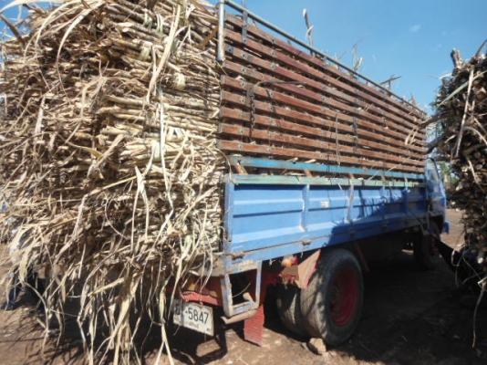 ขาย  อิชุชุ   JCM 145  แรง   รถสวยพร้อมใช้พร้อมลุยถูกๆ