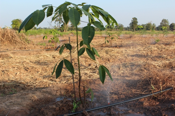 ปั้นน้ำแรงดันสูง 3''X3''