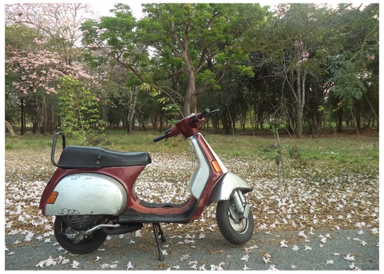 Vespa Cosa 150 ทะเบียนพร้อมโอน (ชื่อผมเอง)
