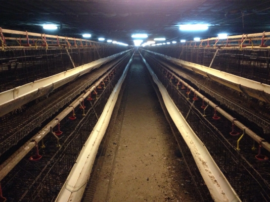 ขาย กรงไก่ มือสอง ครบชุด อยากได้อะไร ขายหมด มีระบบน้ำ รางอาหาร