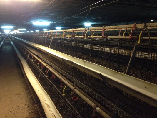 ขาย กรงไก่ มือสอง ครบชุด อยากได้อะไร ขายหมด มีระบบน้ำ รางอาหาร ขาย กรงไก่ มือสอง ครบชุด อยากได้อะไร ขายหมด มีระบบน้ำ รางอาหาร