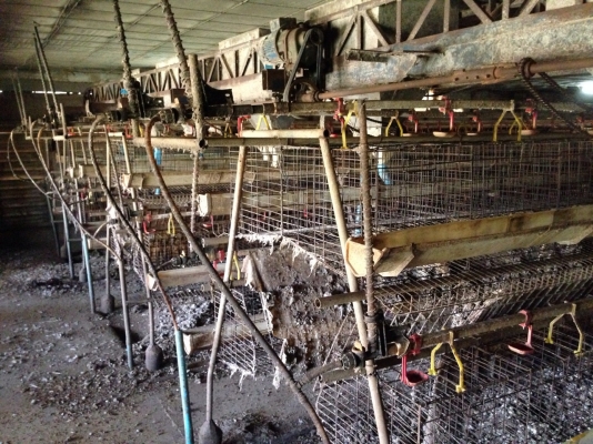 ขาย กรงไก่ มือสอง ครบชุด อยากได้อะไร ขายหมด มีระบบน้ำ รางอาหาร ขาย กรงไก่ มือสอง ครบชุด อยากได้อะไร ขายหมด มีระบบน้ำ รางอาหาร