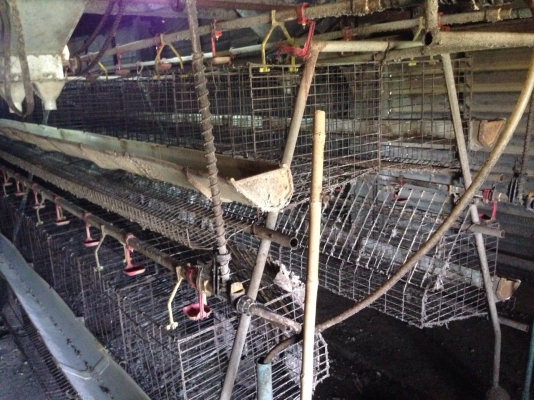 ขาย กรงไก่ มือสอง ครบชุด อยากได้อะไร ขายหมด มีระบบน้ำ รางอาหาร ขาย กรงไก่ มือสอง ครบชุด อยากได้อะไร ขายหมด มีระบบน้ำ รางอาหาร