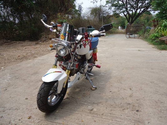 --ขายกอลิล่าญี่ปุ่น สภาพนางฟ้า --