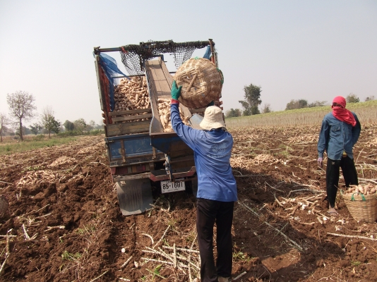 ขายเครื่องขึ้นมัน