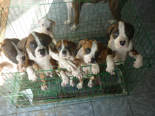 ขายสุนัขลูก บ๊อกเซ่อร์โครงสร้างใหญ่ มี 4ตัว ขายสุนัขลูก บ๊อกเซ่อร์โครงสร้างใหญ่ มี 4ตัว