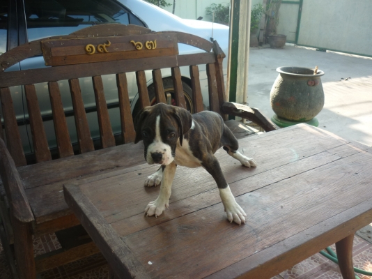 ขายสุนัขลูก บ๊อกเซ่อร์โครงสร้างใหญ่ มี 4ตัว