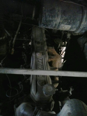 ขายหัวยาวสภาพดี เครื่อง145แรง มีบันไดพร้อม เอกสารพร้อมโอน