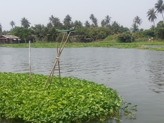 ขายที่ดินสวยๆติดเเม่น้ำนครชัยศรี 12ล้าน ขายที่ดินสวยๆติดเเม่น้ำนครชัยศรี 12ล้าน