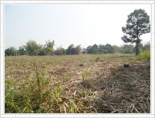 ที่ดินราคาถูก 2 ไร่ ราคา 400,000 บาท