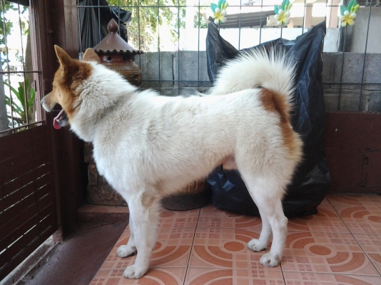 085 - 7666984 รับตอกเสาเข็มทั่วภาคอีสานเน้นพื้นที่เขาใหญ่...ปากช่อง 085 - 7666984 รับตอกเสาเข็มทั่วภาคอีสานเน้นพื้นที่เขาใหญ่...ปากช่อง