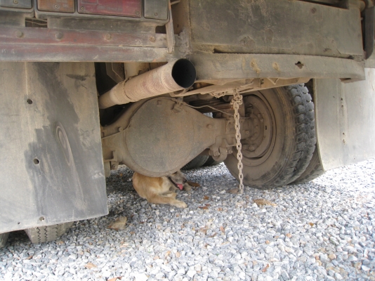 สิบล้อหน้ายาว 1 เพลา ดั๊ม เครื่อง 6BฺB 145 แรง