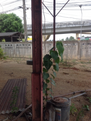 ขายโรงจอดรถ ขายโรงจอดรถ