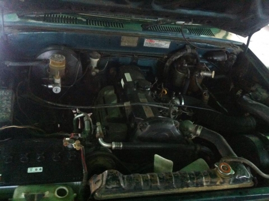 ไมตี้ x tracap ราคาหัวเดียว เอาไว้ทำมาหากินได้