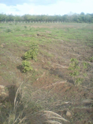 ขายที่ดิน