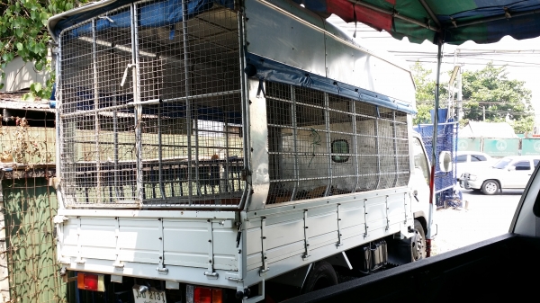 รถบรรทุกไม่ติดเวลา ISUZU ELF