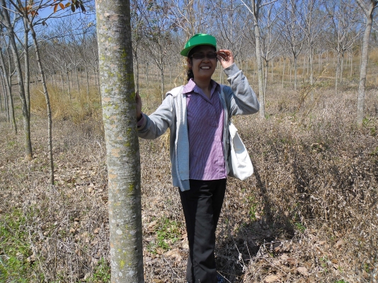 ขายสวนยางที่อำเภอด่านซ้าย จังหวัดเลย อายุ 4 ปี จำนวน 80 ไร่