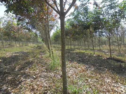 ขายสวนยางที่อำเภอด่านซ้าย จังหวัดเลย อายุ 4 ปี จำนวน 80 ไร่