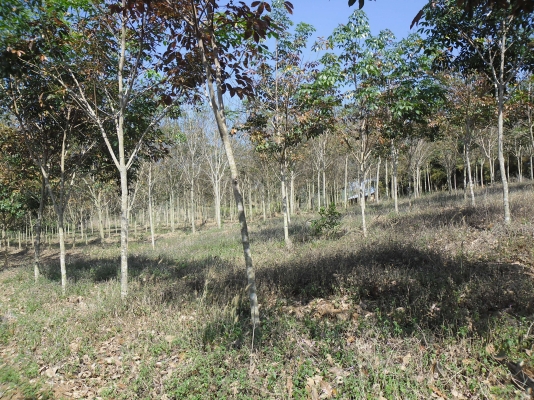 ขายสวนยางที่อำเภอด่านซ้าย จังหวัดเลย อายุ 4 ปี จำนวน 80 ไร่