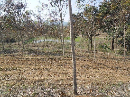 ขายสวนยางที่อำเภอด่านซ้าย จังหวัดเลย อายุ 4 ปี จำนวน 80 ไร่