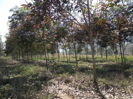 ขายสวนยางที่อำเภอด่านซ้าย จังหวัดเลย อายุ 4 ปี จำนวน 80 ไร่