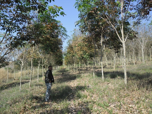 ขายสวนยางที่อำเภอด่านซ้าย จังหวัดเลย อายุ 4 ปี จำนวน 80 ไร่