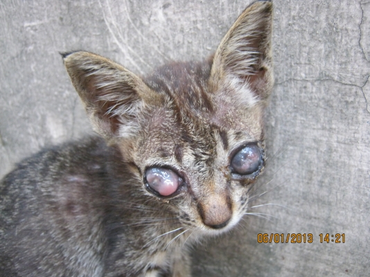 หาผู้อุปการะมีเมตตาแมวตาเจ็บแต่กำเนิด**น่าสงสาร**แมวหายไปไหนไม่รู้ครับ******