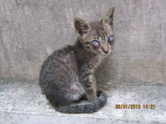 หาผู้อุปการะมีเมตตาแมวตาเจ็บแต่กำเนิด**น่าสงสาร**แมวหายไปไหนไม่รู้ครับ******