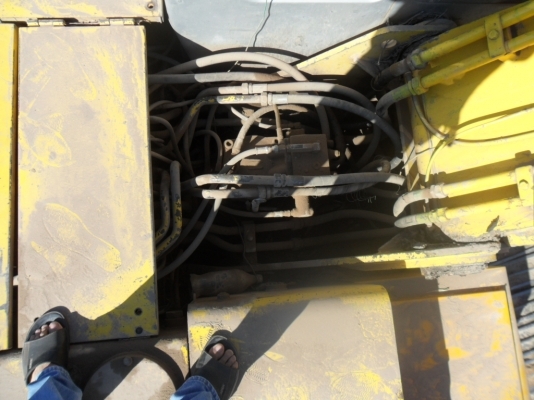 ขายหางปลา