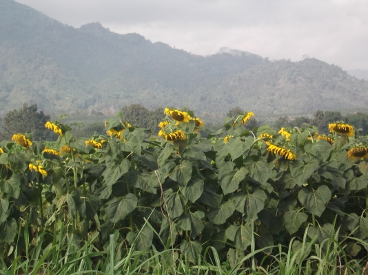 ขายเกวียนโบราณ 2 หลังๆ 20,000 บาท สภาพสวยสมบูรณ์พร้อมนำเอาไปปตกแต่งสวน/รีสอร์ท/โรงแรม
