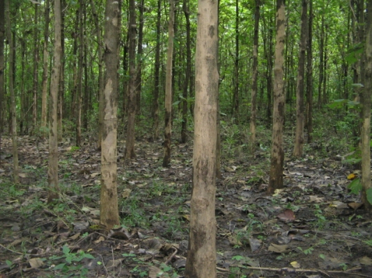 ขายด่วน